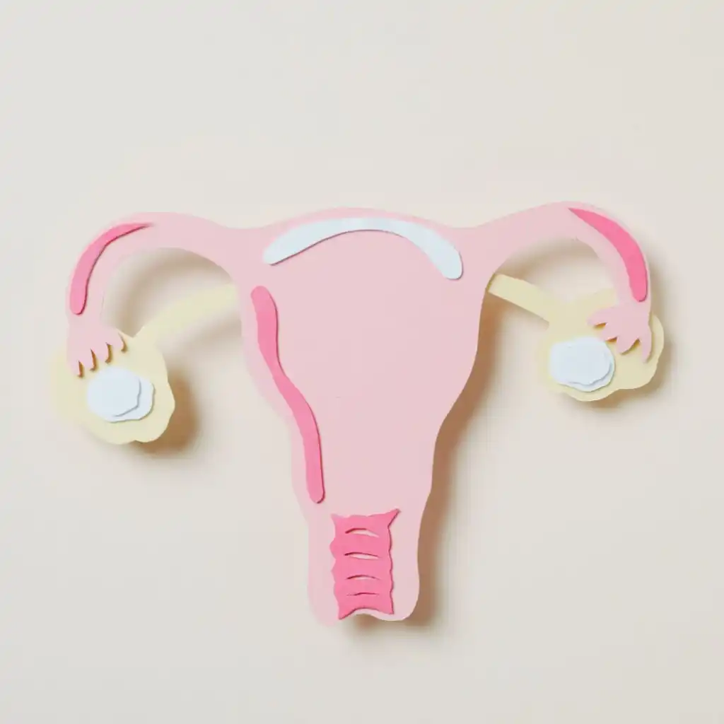 Uterus and ovaries, women's health physiotherapy